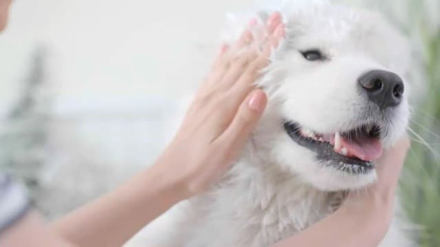 Bio-Groom Super Whitening Dog Shampoo - Whitening Pet Shampoo, Dog Bathing Supplies, Puppy Wash, Grooming Supplies, Cruelty-Free - 1 Gallon - image 7