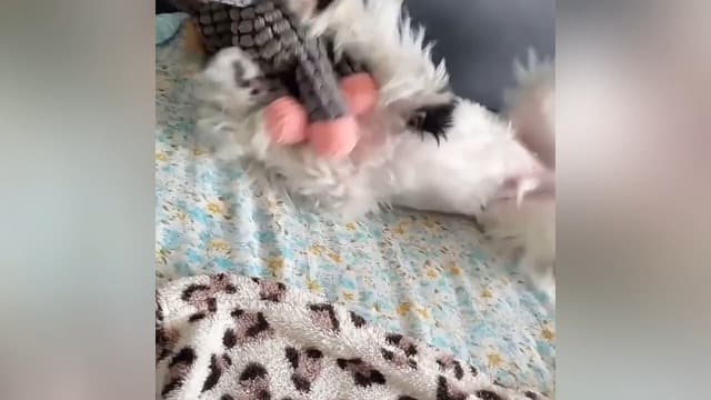 2026 New Dog Toys, Indestructible Plush Dog Toy for Aggressive Chewers, Interactive Squeaky Soft Puppy Chew Toy, Durable Teething Toys for Small Medium Large Dogs (Light Brown) - image 8