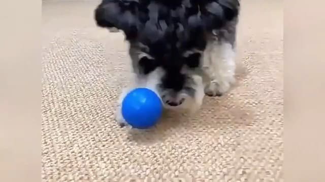 Upgraded Interactive Dog Ball, 2025 New Activated Automatic Rolling Balls for Dogs, Self Moving Vibrating Smart Jumping Bouncing and Rotating Pets Toy to Keep Them Busy (New -Blue) - image 8