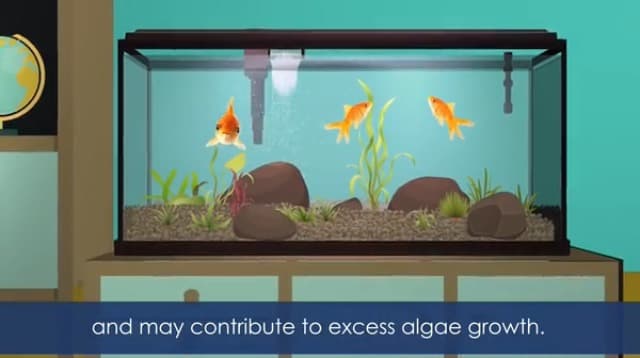 Aqueon Aquarium Algae Scraper, Fish Tank Cleaning Magnets for Glass/Acrylic, Mini - image 8