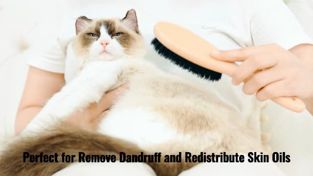 Boar Bristle Cat Brush with Wooden Handle, Soft and Gentle, Reduce Shedding, Make Coat Soft, Smooth and Shinny, Daily Grooming Tool for Short Haired Cats, Kitten - image 7