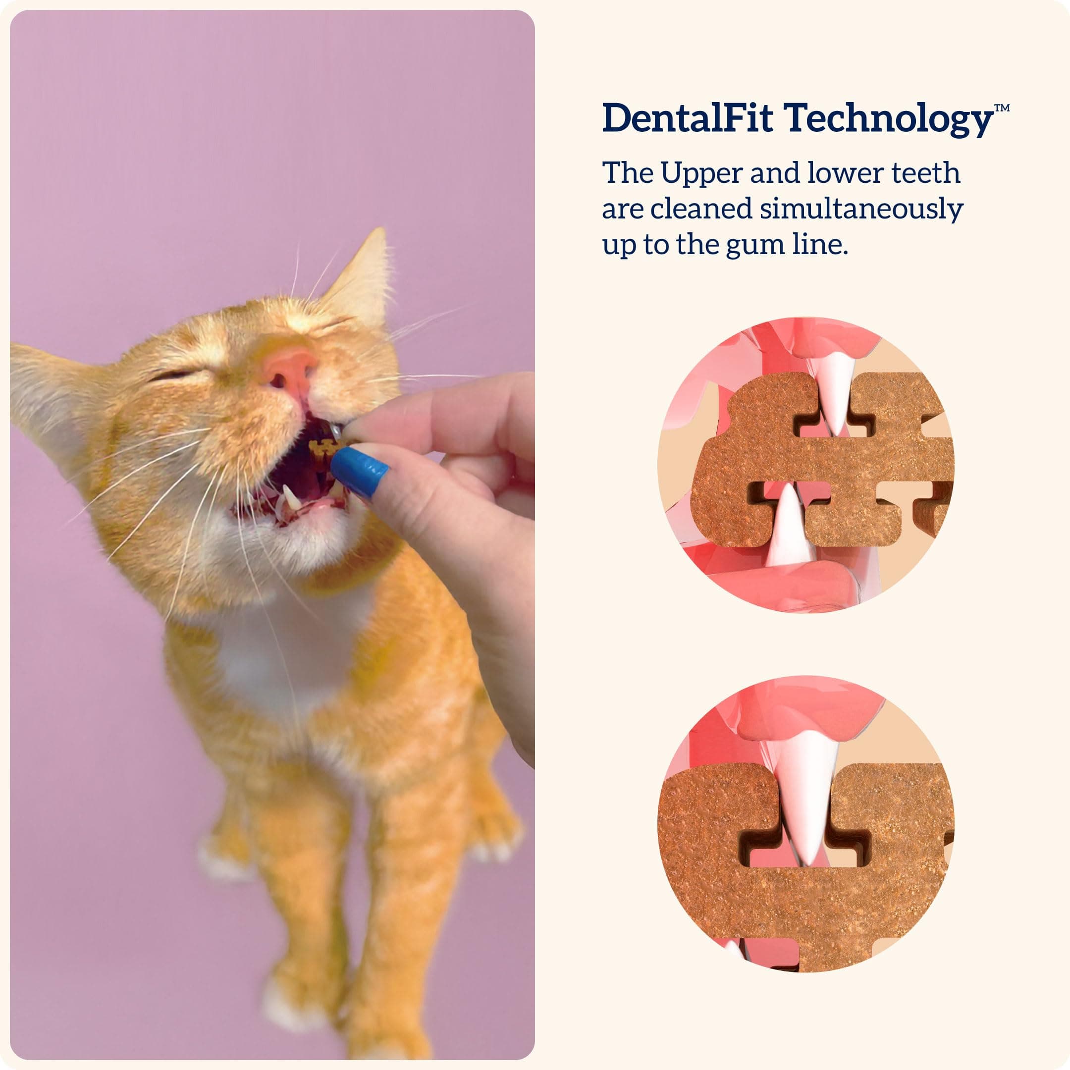 Groovies Cat Daily Dental Treats. Tasty, Crunchy Bites Cats Love. Salmon Flavor. Powered by USA-Patented DentalFit Technology. No Added Gluten, No Artificial Flavors or Colors. 1.76oz (115 Treats) - image 3
