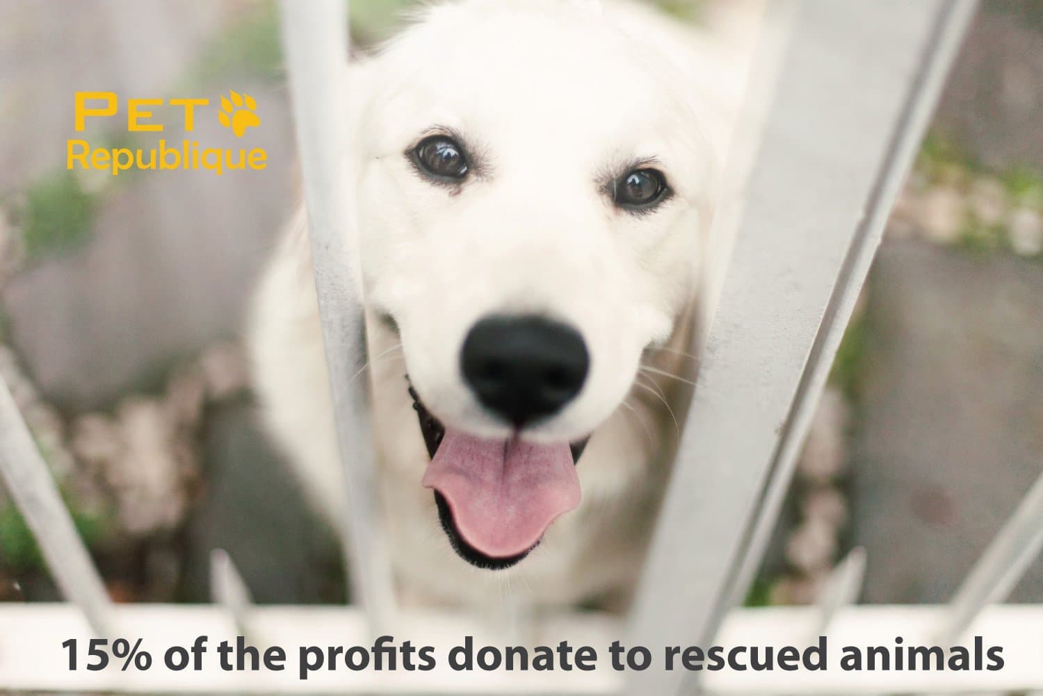 Pet Republique Dog Toothbrush Set of 6 – Dual Headed Dental Hygiene Brushes for Small to Large Dogs, Cats, and Most Pets - image 8