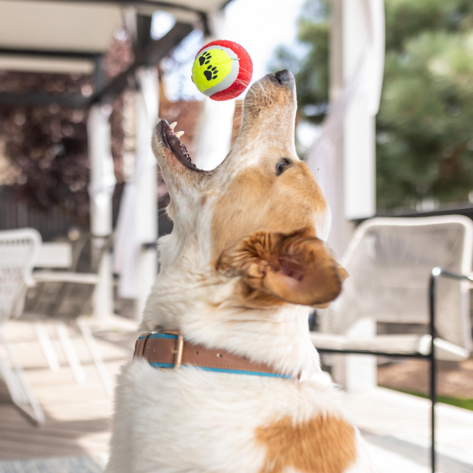 New Puppy Gift Basket - Premium Puppy Starter Kit and Dog Gift Basket with Dog Toys - Perfect Doggie Birthday Gifts and Puppy Necessities with Pet Toy Basket. - image 7