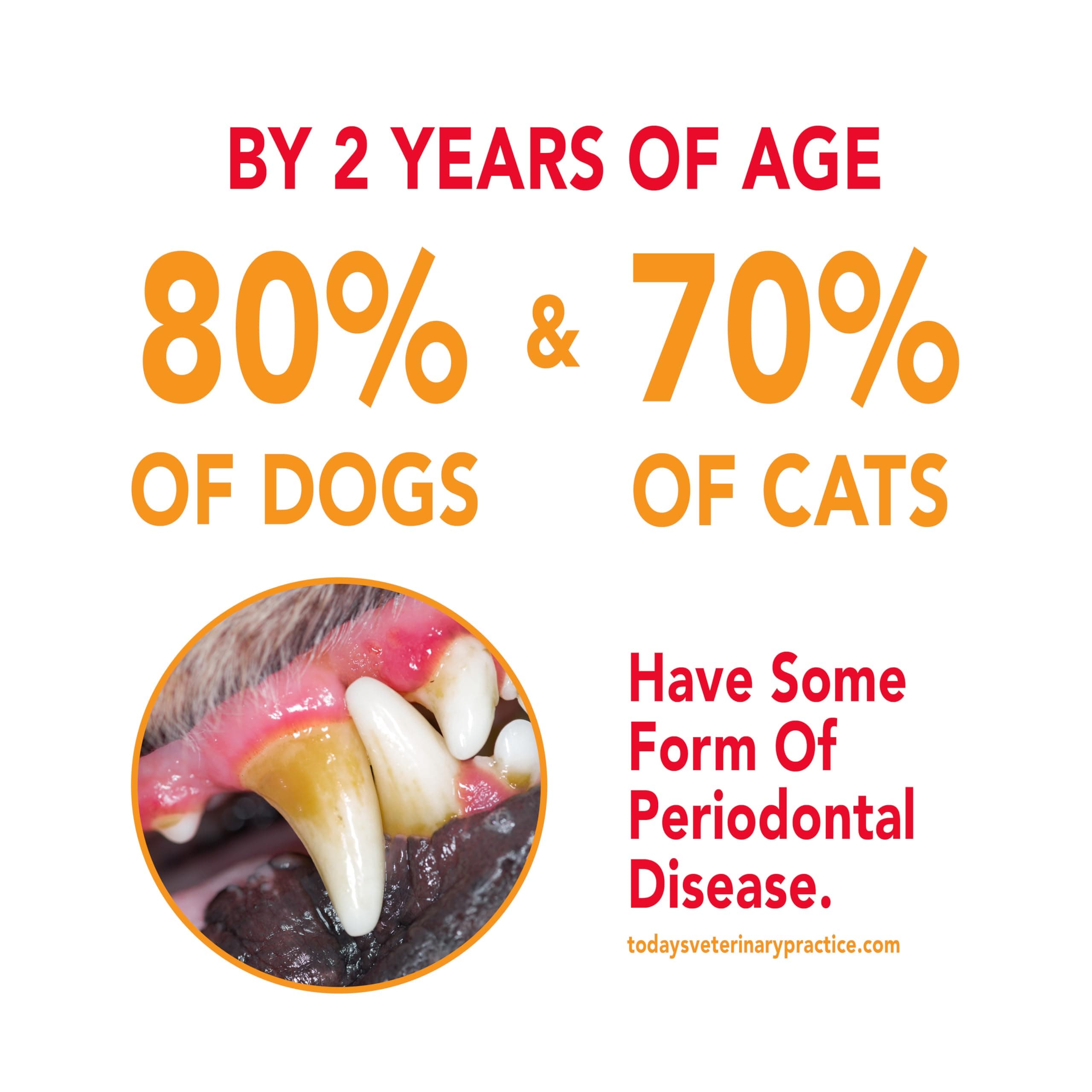 Petrodex Toothpaste for Dogs and Puppies, Cleans Teeth and Fights Bad Breath, Reduces Plaque and Tartar Formation, Enzymatic Toothpaste, Poultry Flavor, 6.2oz - image 4