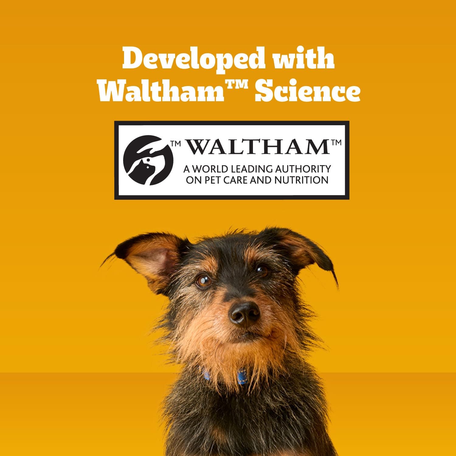 Pedigree Dentastix Dog Dental Treats, Large Breed Dog Treats, Fresh Flavor, 1.87 lb. Bag (36 Treats Total) - image 6