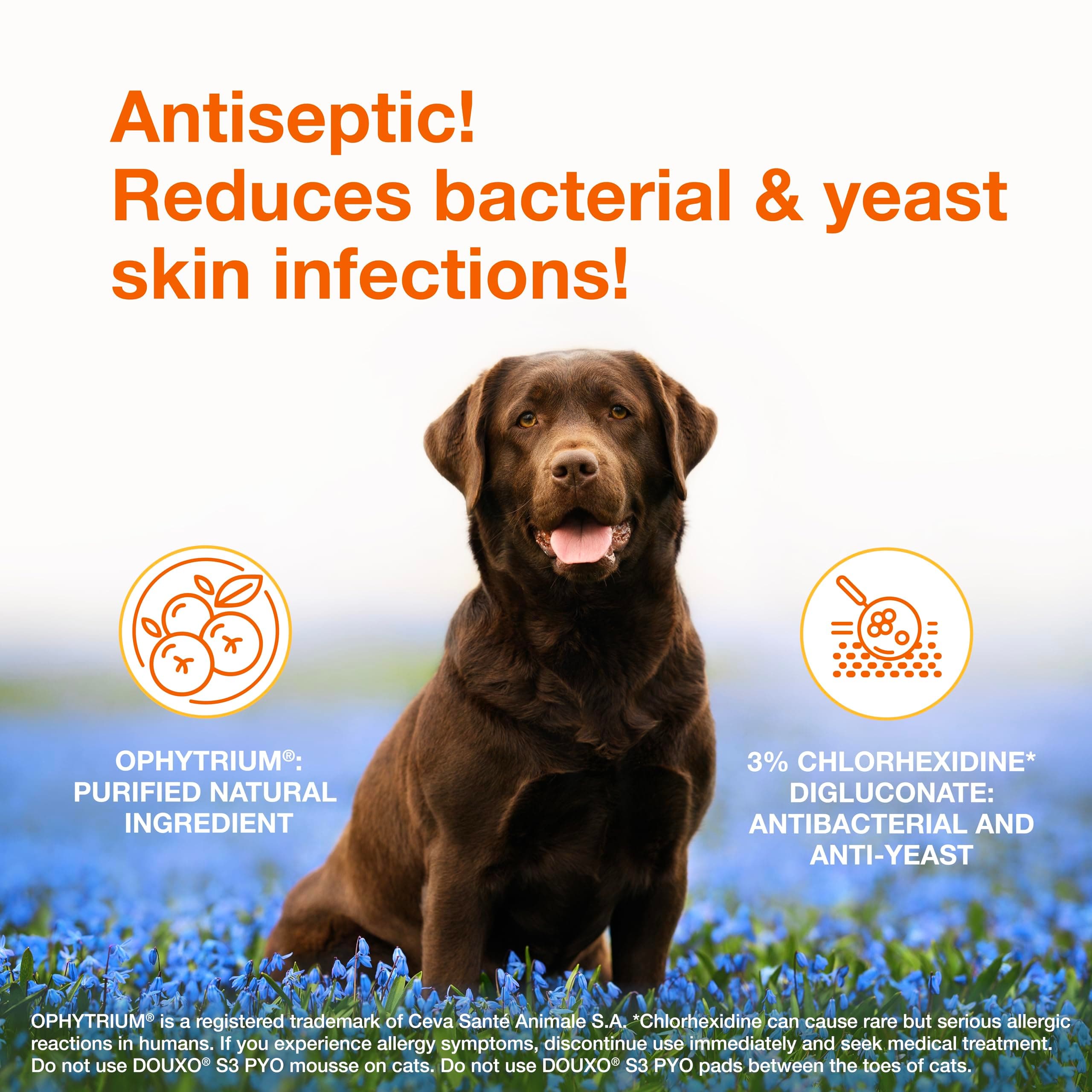 Douxo S3 Pyo Shampoo, Contains 3% Chlorhexidine & 0.5% Ophytrium, Antiseptic & Hydrating, For Bacterial or Yeast Skin Infections, For Dogs and Cats, 6.7 fl. oz. (200mL) - image 2