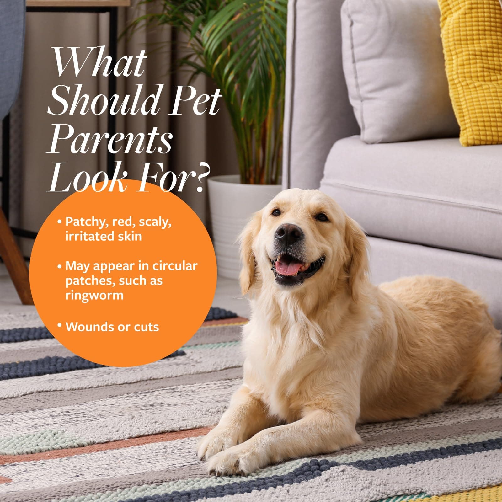 Veterinary Formula Clinical Care Antiseptic and Antifungal Medicated Shampoo for Dogs & Cats, 16 Fl Oz – Helps Alleviate Scaly, Greasy, red Skin – Paraben, Dye, Soap-Free (1 Pack) - image 2