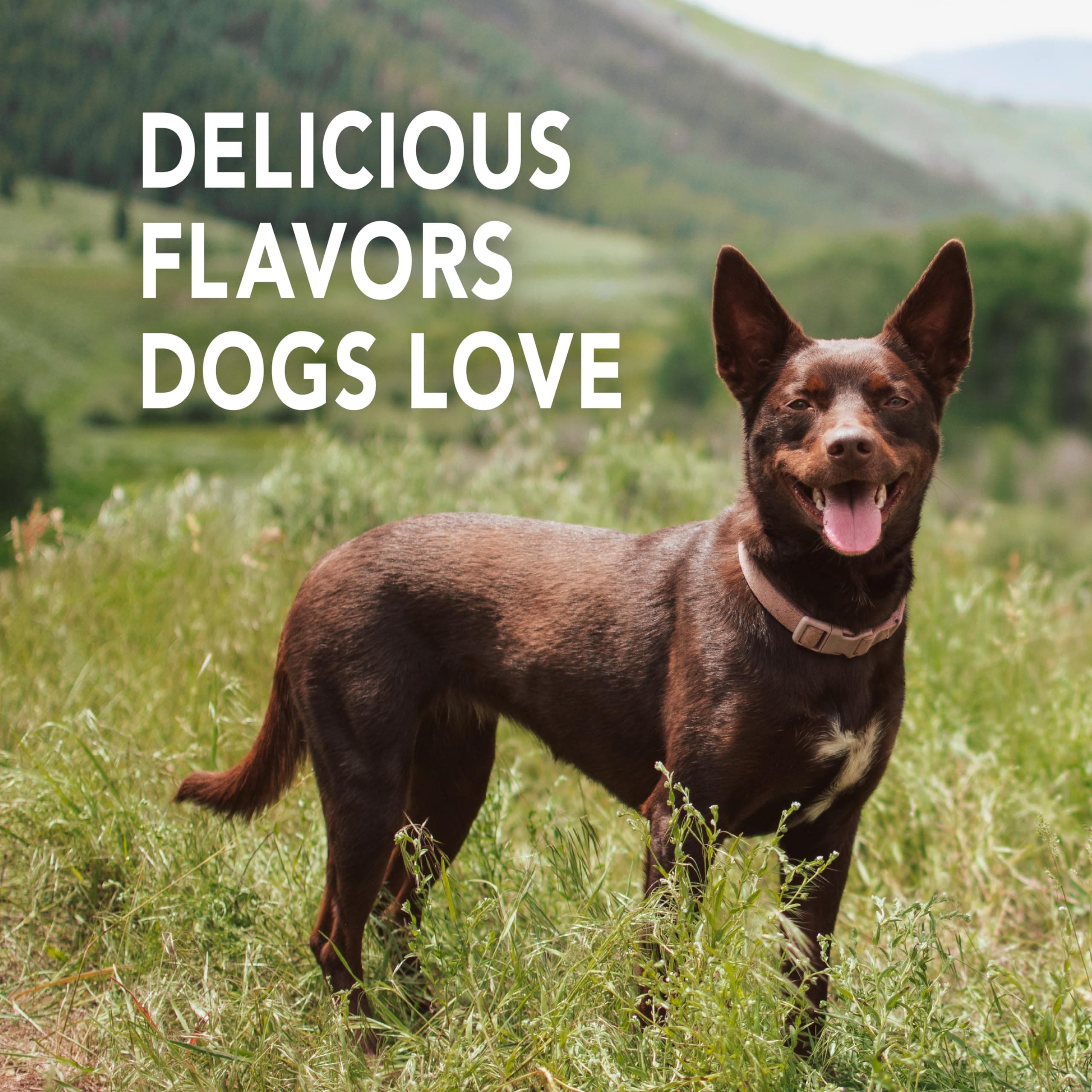 Petrodex Toothpaste for Dogs and Puppies, Cleans Teeth and Fights Bad Breath, Reduces Plaque and Tartar Formation, Enzymatic Toothpaste, Poultry Flavor, 6.2oz - image 3