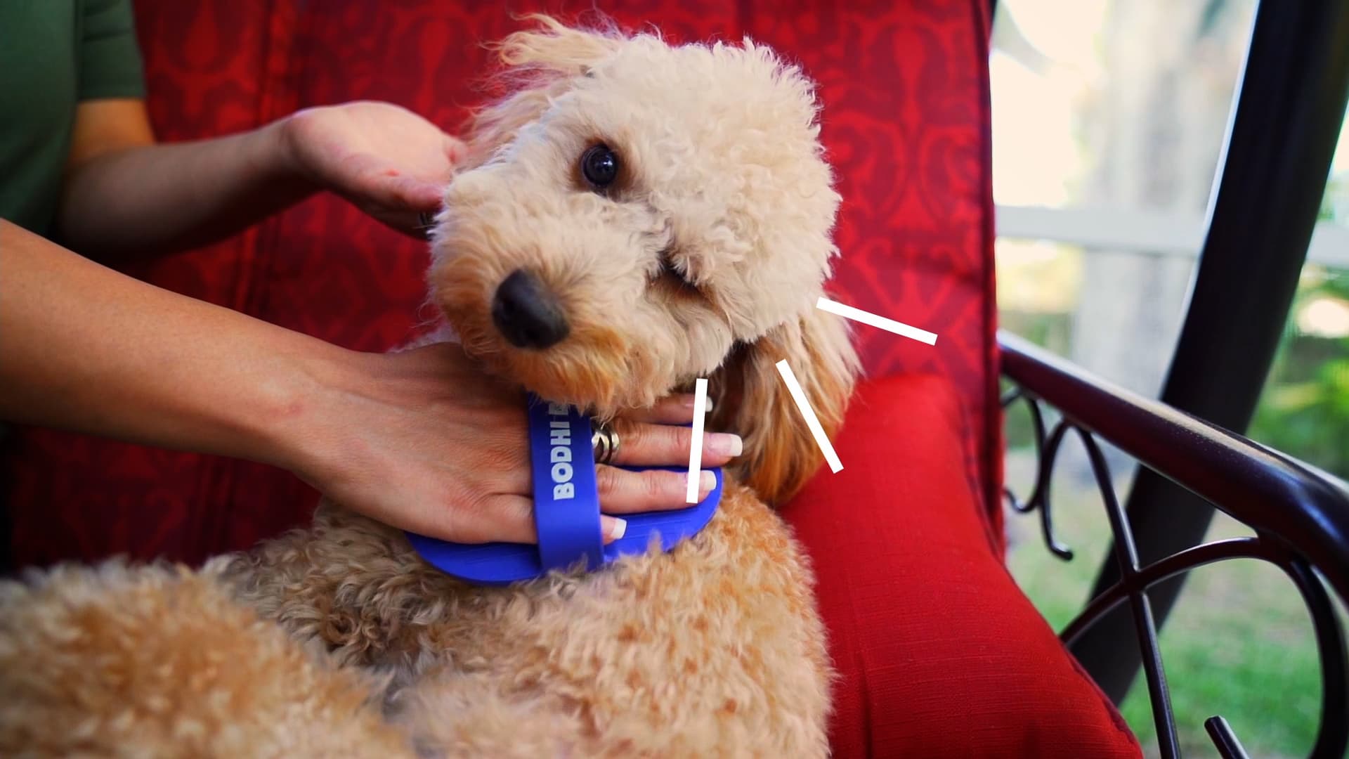 Bodhi Dog Shampoo Brush - Pet Grooming & Bath Supplies for Dogs and Cats - Bath Brush for Long & Short Hair - Premium Scrubber for Shower, Bathing & Massage (One Pack, Blue) - image 7