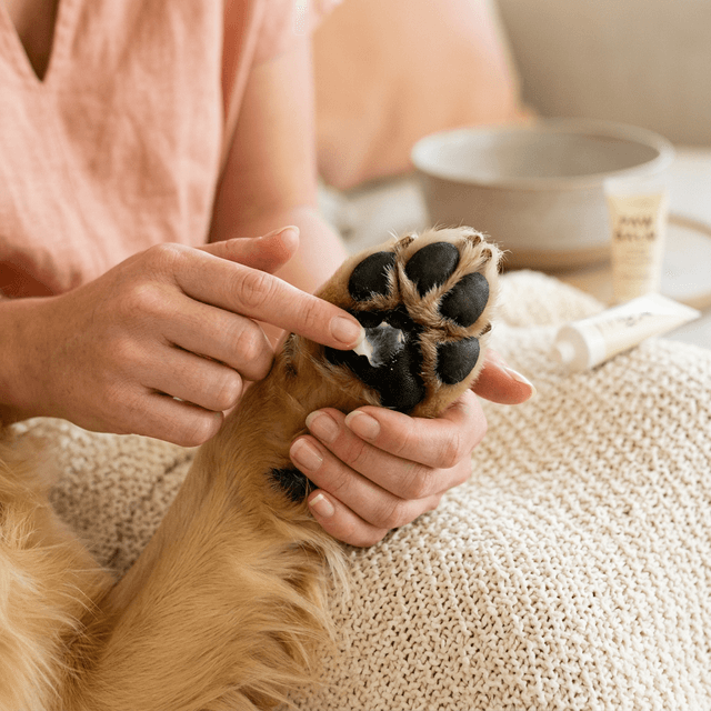 Winter Dog Paw Care: Stop Ice, Salt, and Cracked Pads